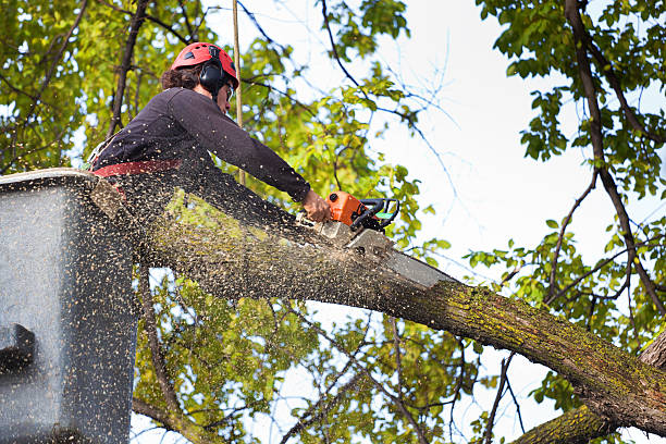 Best Hazardous Tree Removal  in Granite Shoals, TX